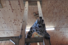 April the Giraffe