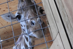 April the Giraffe