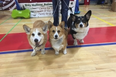 Dogs_Day_Hollow_Animal_Hospital