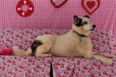 ODOG holds ‘Share the Love’ event