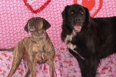 ODOG holds ‘Share the Love’ event