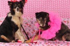 ODOG holds ‘Share the Love’ event