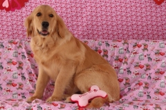 ODOG holds ‘Share the Love’ event