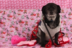 ODOG holds ‘Share the Love’ event